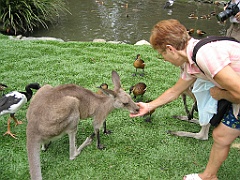 105 Port Douglas Wildlife Habitat